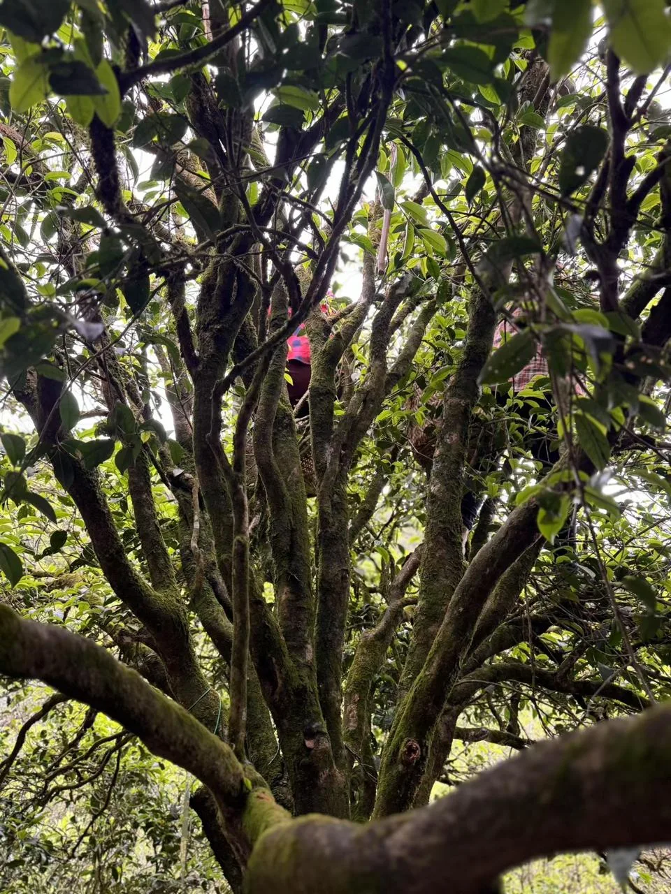 Moss-covered branches of a mature tea tree in Fenghuang