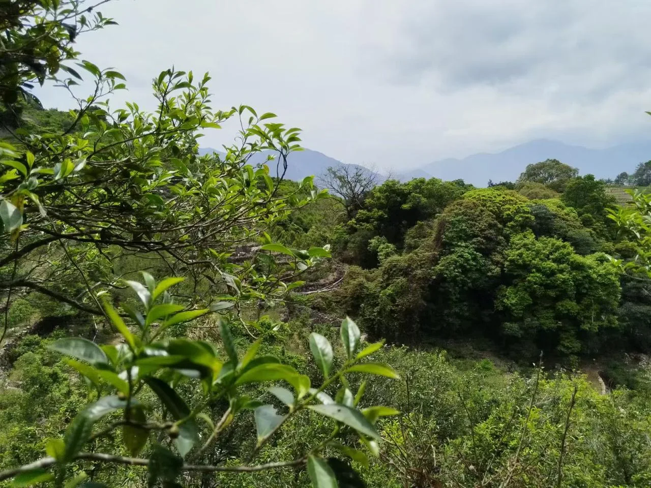 Tea leaves and forested hills on Fenghuang Mountain