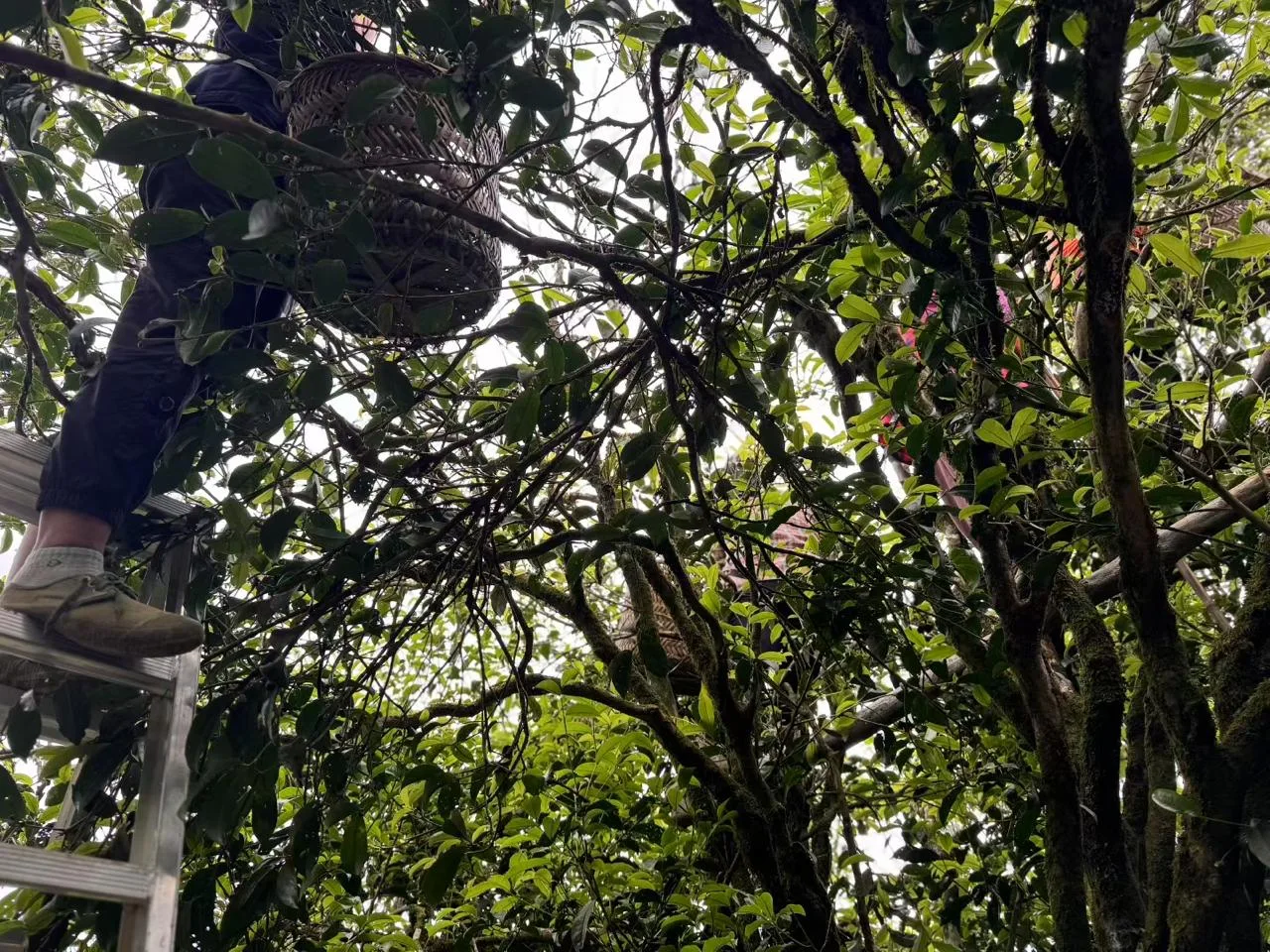 Tea picking among branches using a ladder and woven baskets