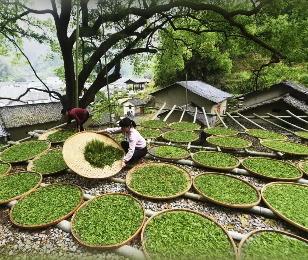Tea leaves spread across bamboo trays beneath trees in Fuliang