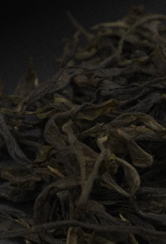 Close up of Golden Bud raw Pu’er tea