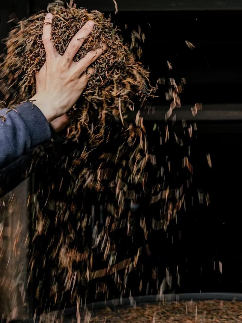 Hands lifting and sorting tea leaves