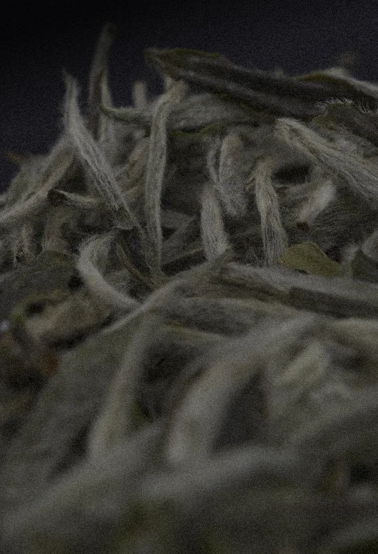Close up of Silver Needles white tea leaves