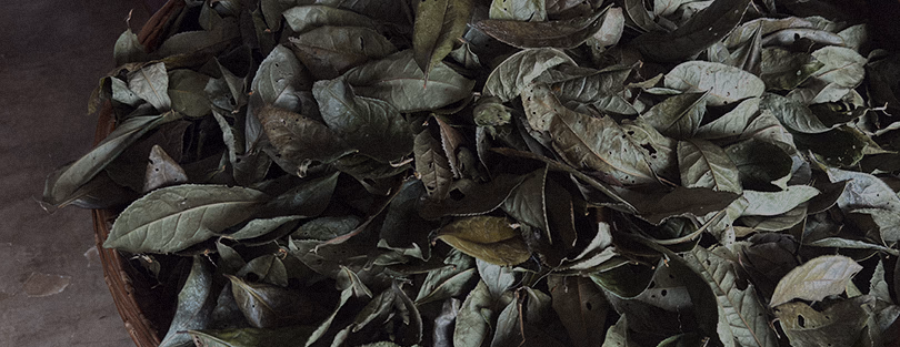 A close view of dried tea leaves