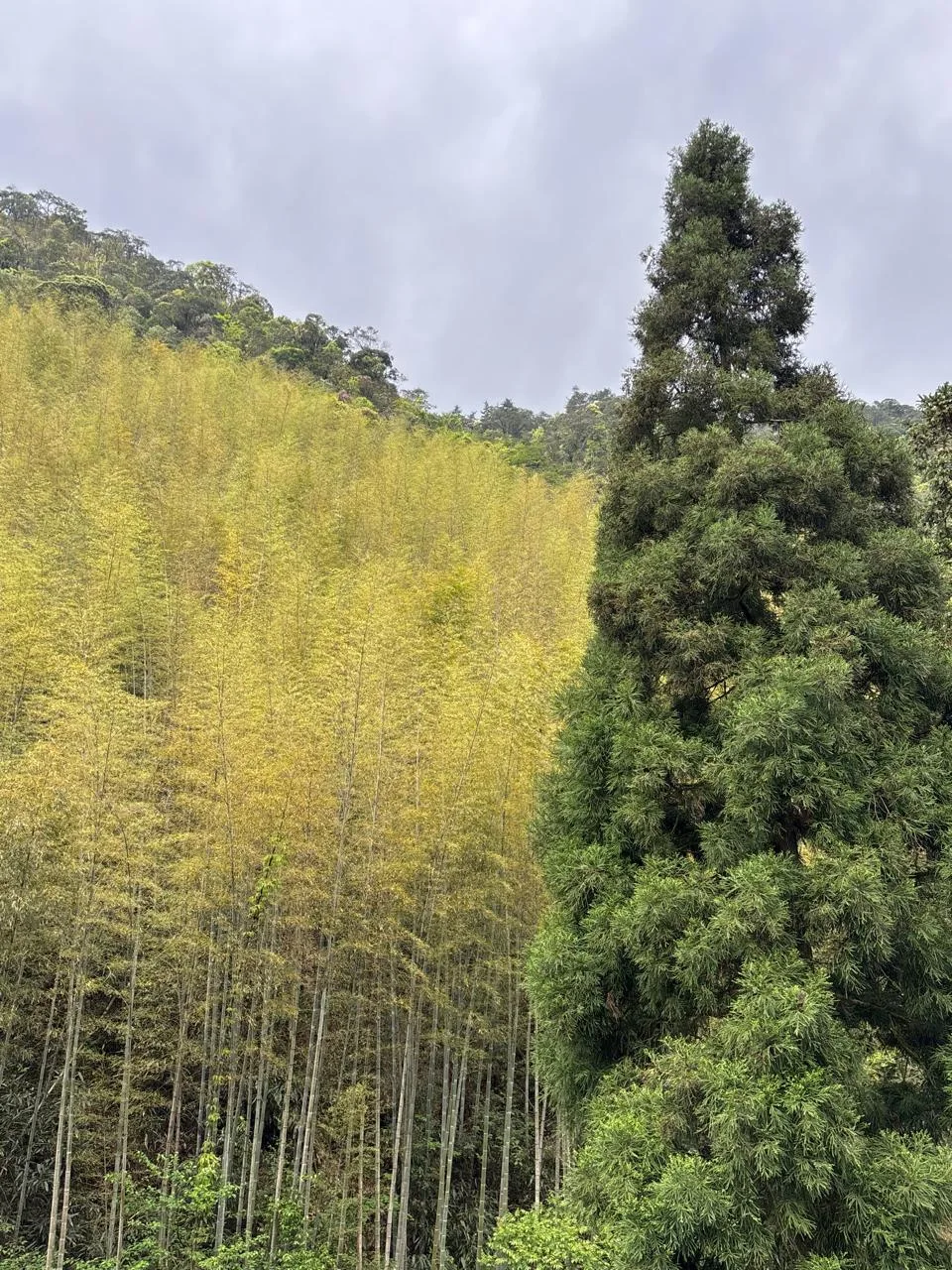 Bamboo and trees on a forested slope in Tongmu