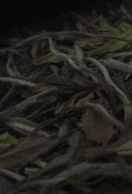 Close up of White Peony white tea leaves