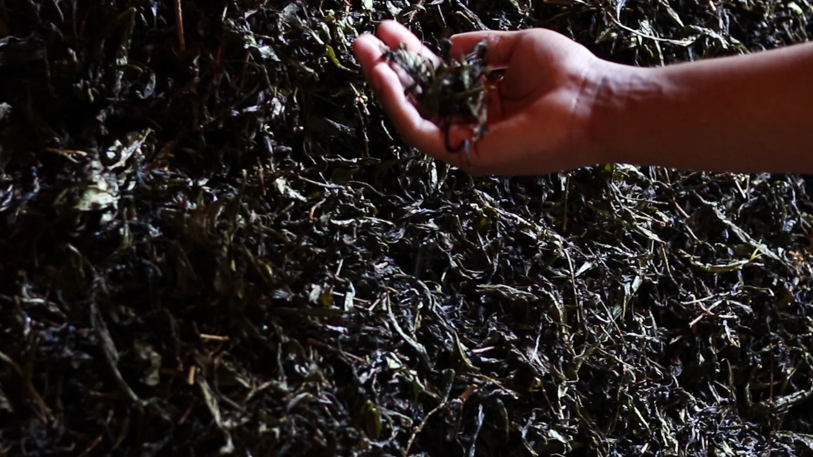 A hand holding processed tea leaves in Wusandi