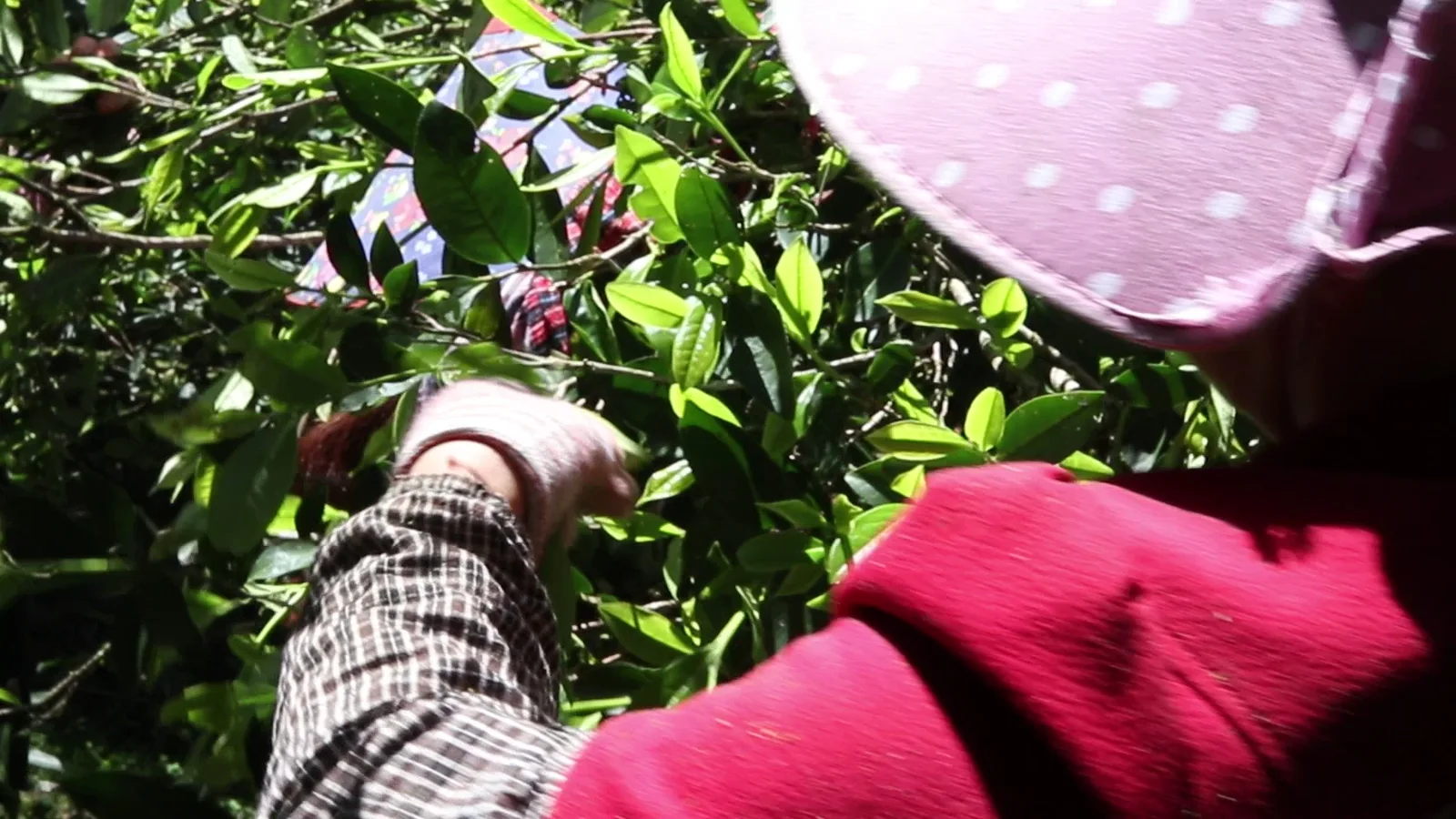 Picking tea leaves among mature tea bushes in Wusandi