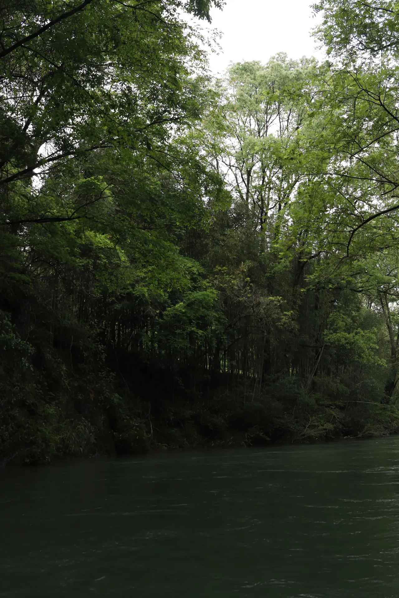Forests and mountains in Wuyishan
