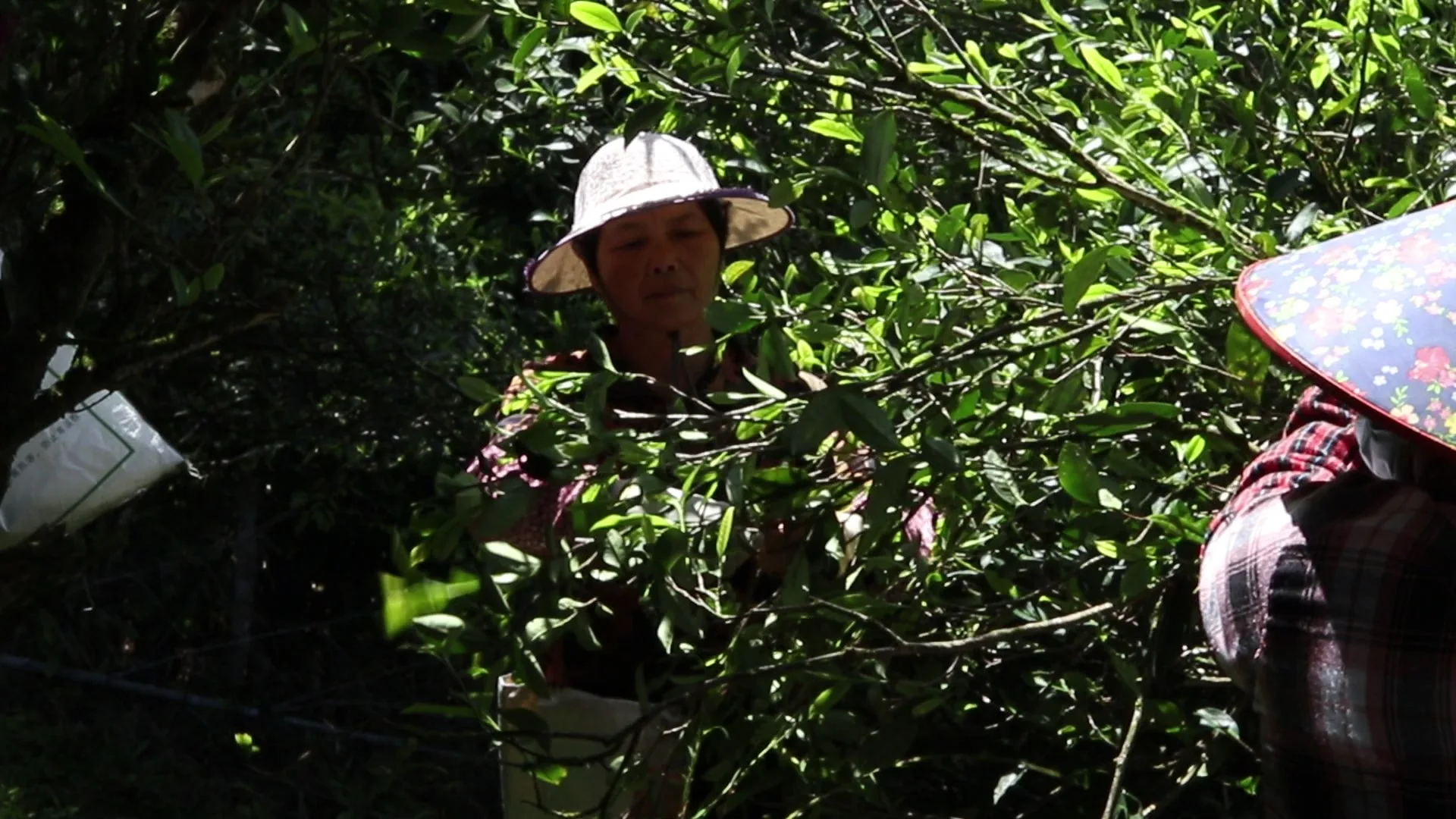 Tea pickers gathering leaves among the trees in Wuyishan